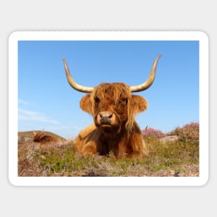 Highland Cow Sticker